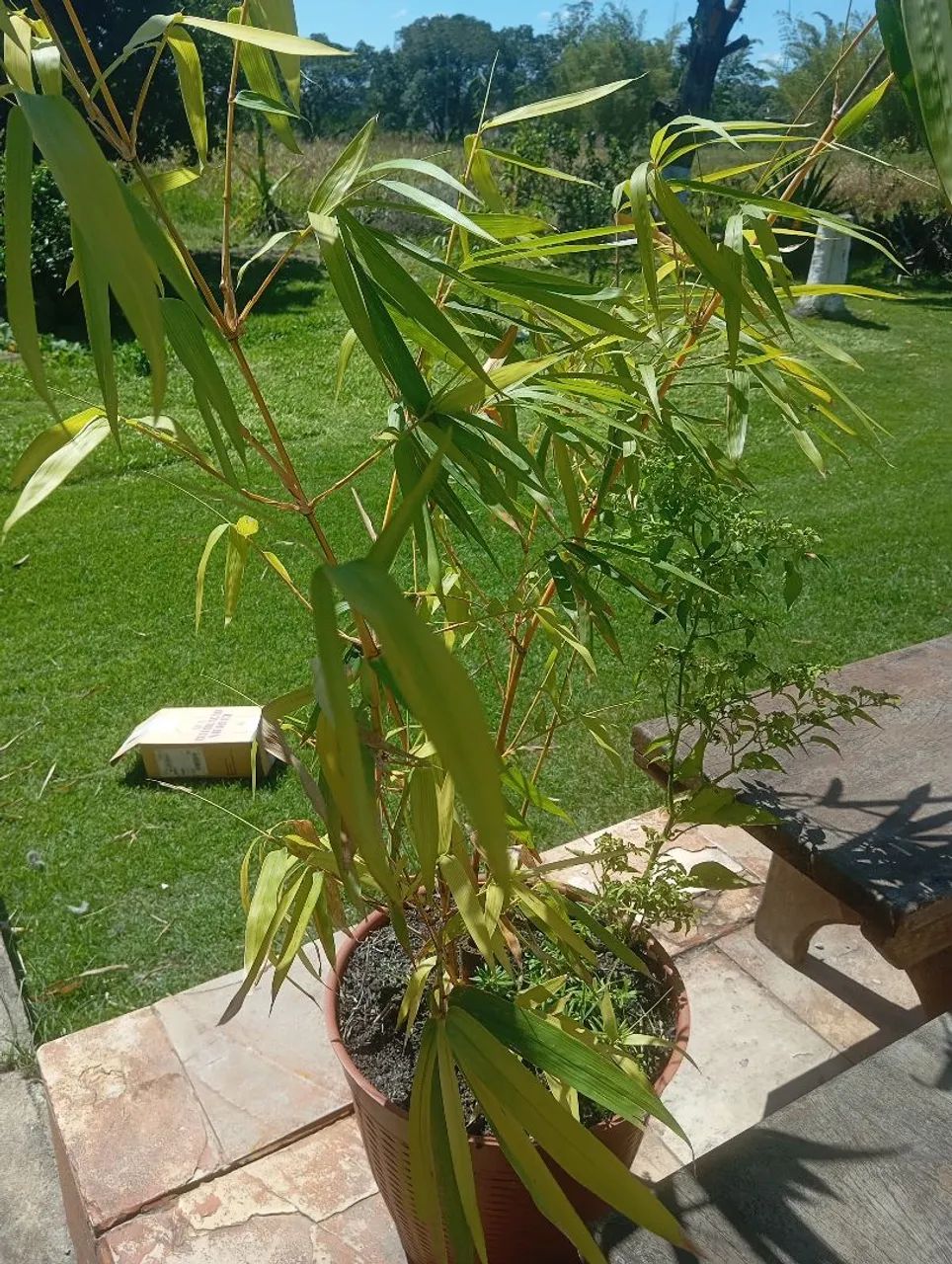 Muda de bambu  - Foto 3