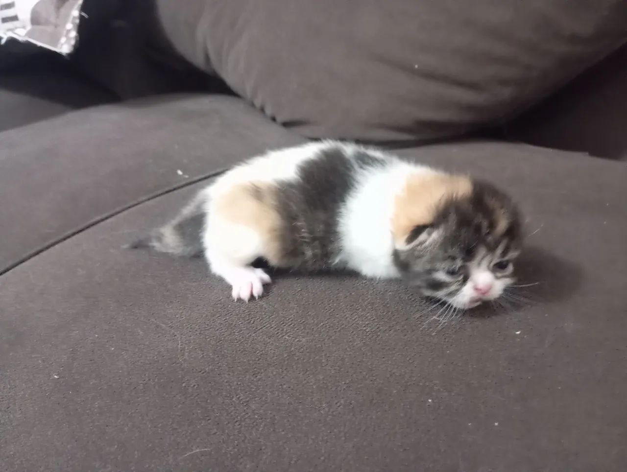 Gato persa  - Foto 5