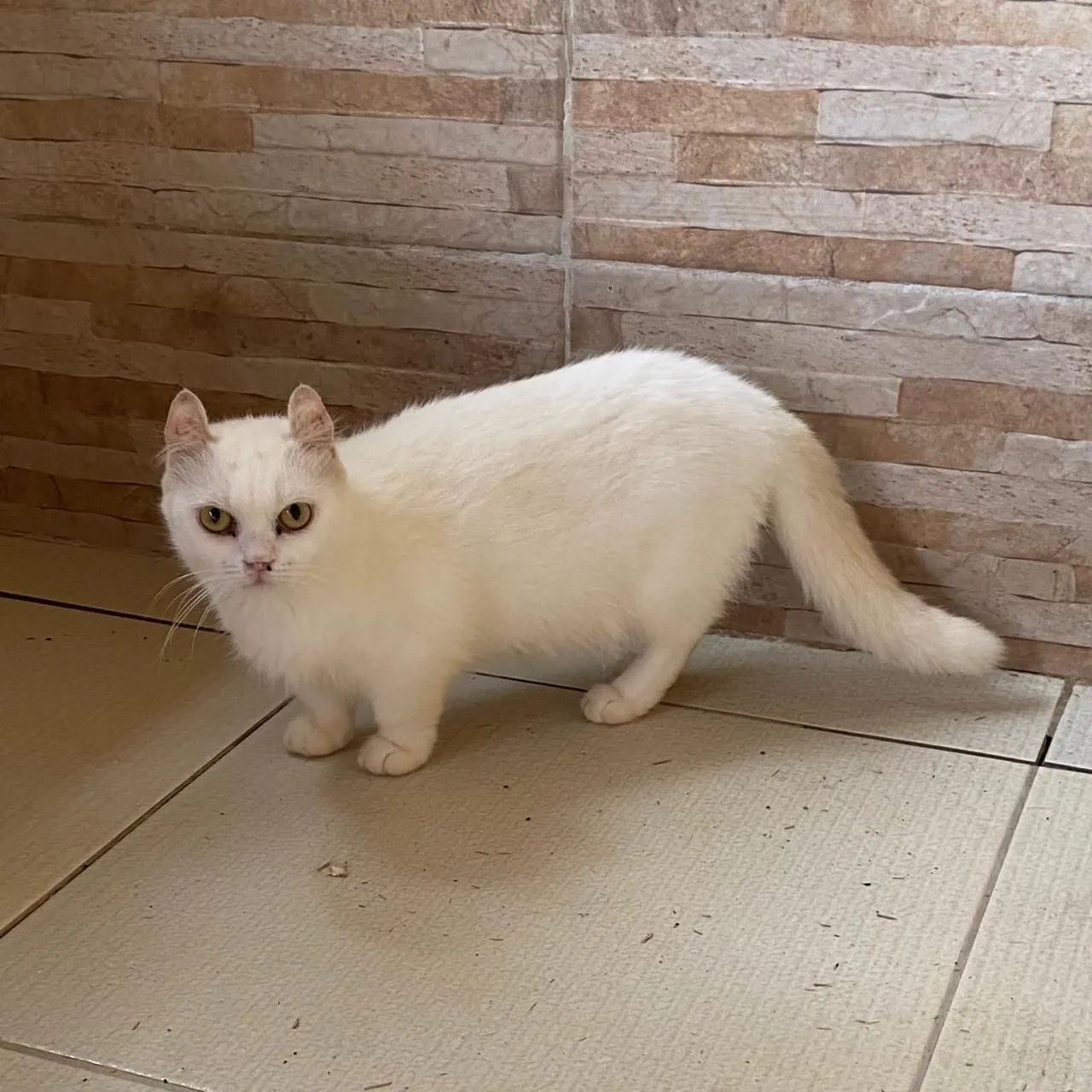 Gatos  - Foto 3