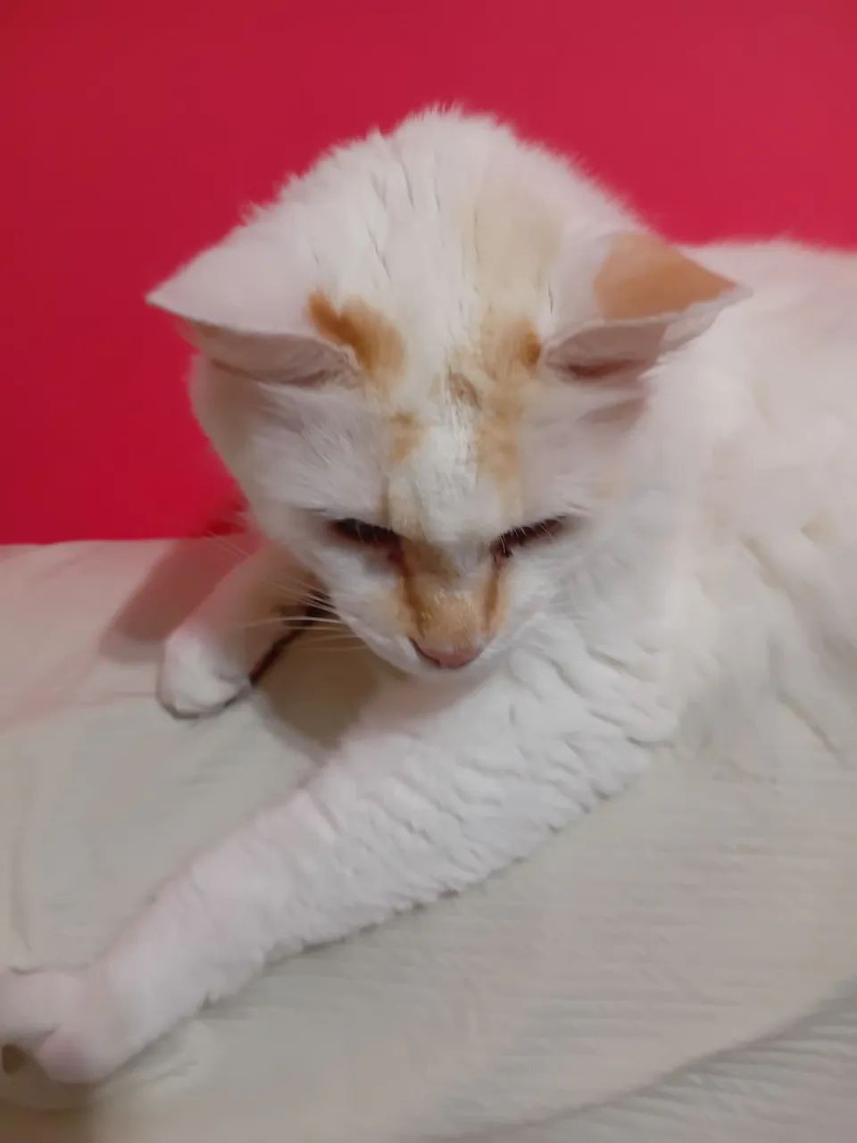 Gato Adulto Castrado para Doação  - Foto 2