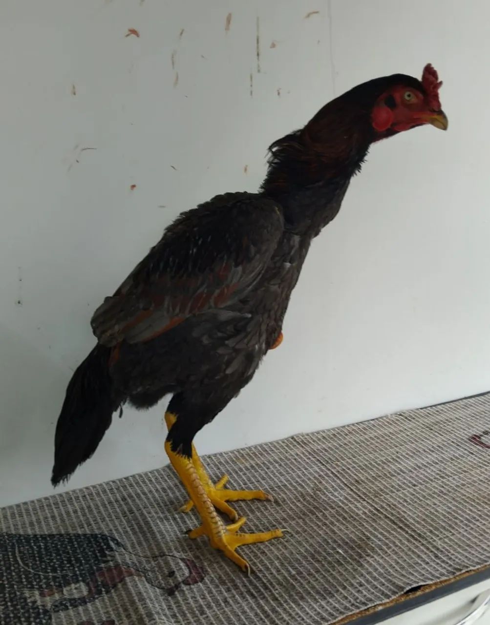 FRANGO MURA EXÓTICO DE QUALIDADE!! - Foto 2