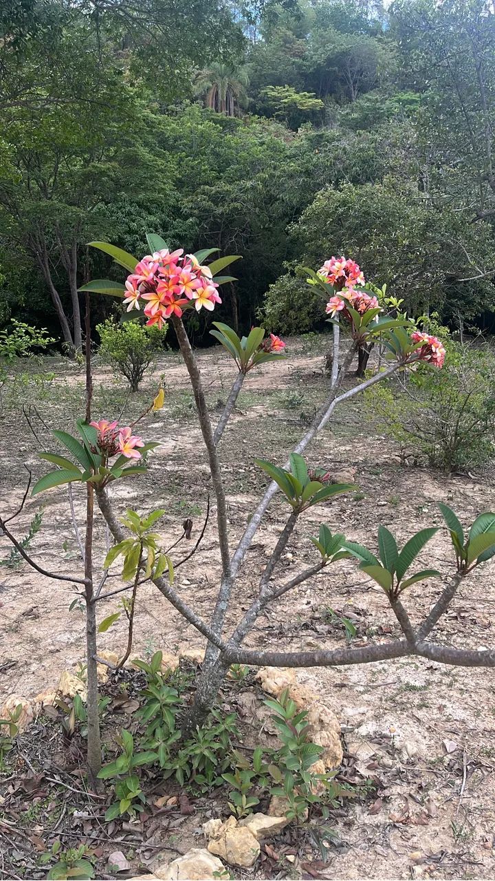 GRANDE OPORTUNIDADE SÍTIO Á VENDA SERRA  - Foto 2