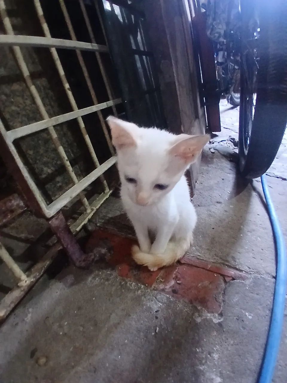 Gato  - Foto 4