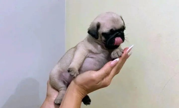 Pug - Foto 2