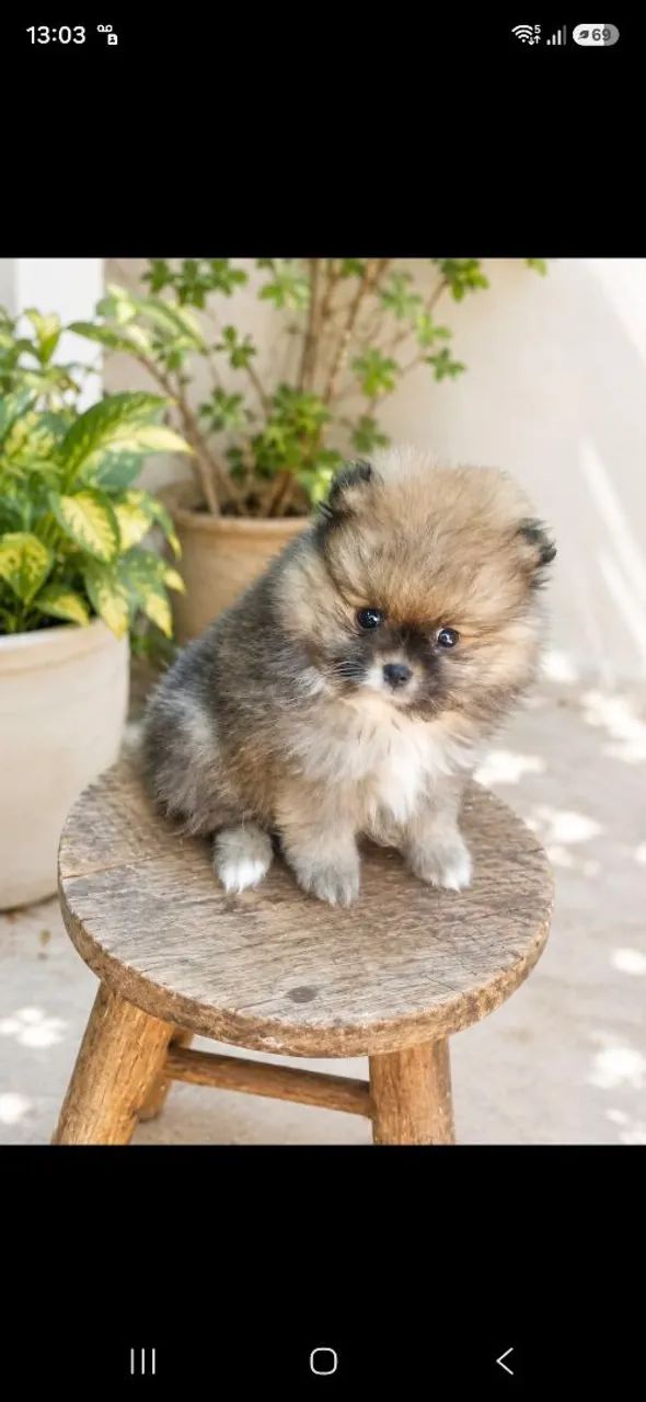 SPITZ ALEMÃO MACHO  - Foto 3