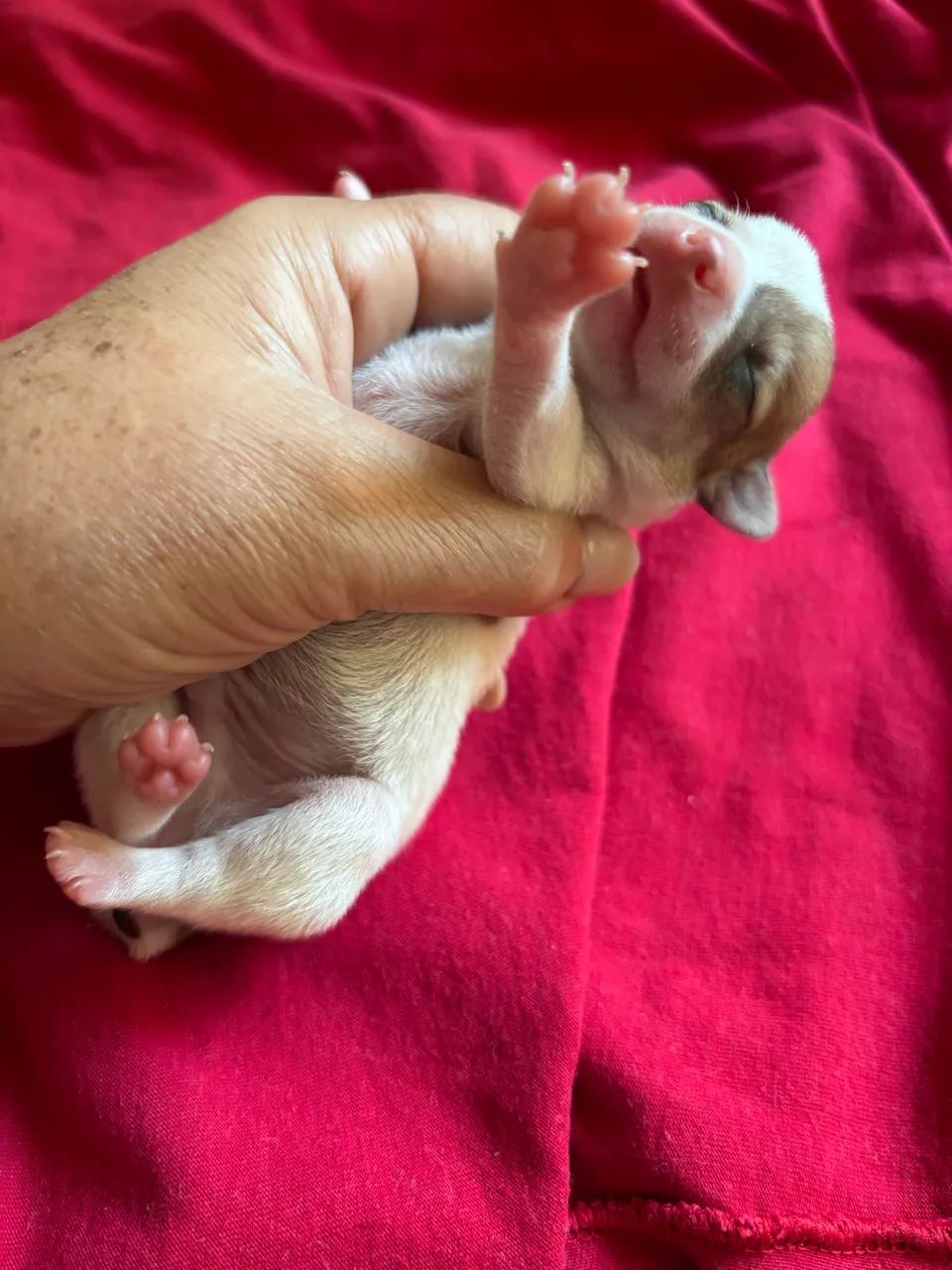 Pinscher machinho - Foto 4