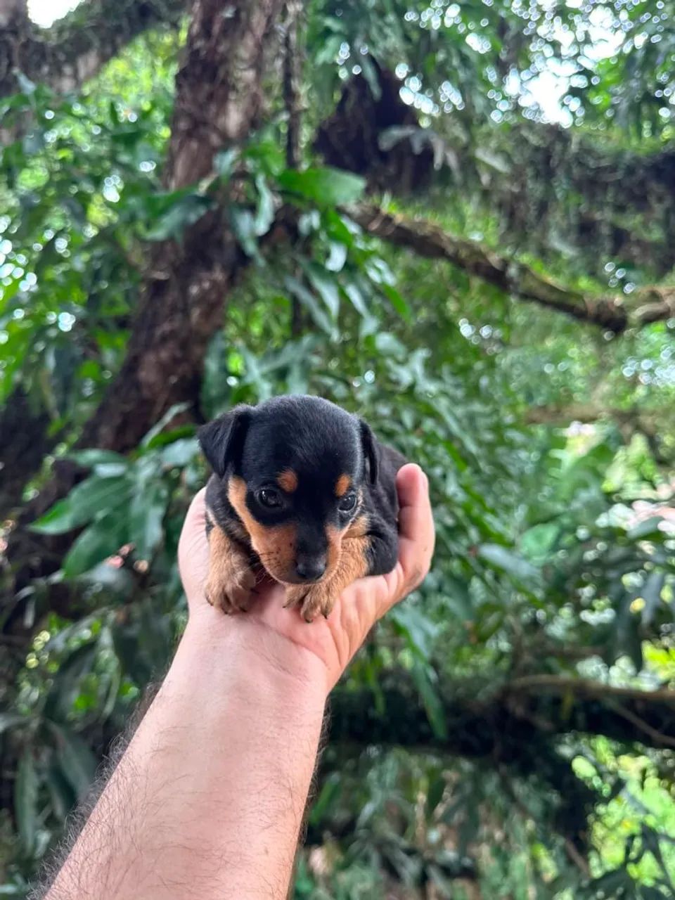 Pincher raça pequena - Foto 3