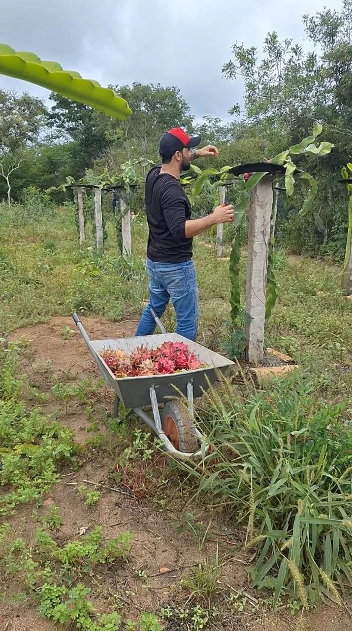 Mudas de Pitayas, polpa vermelha e polpa branca  - Foto 2