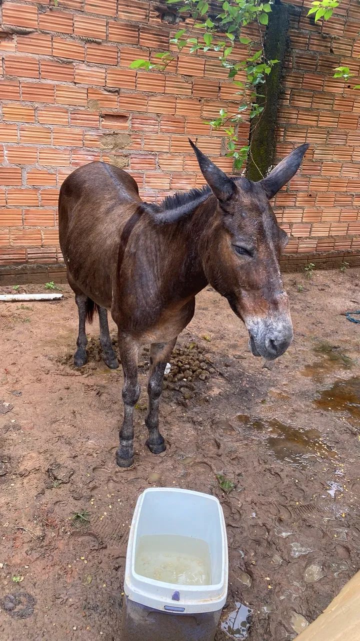 Mula mansa de tudo, não joga pé,boa de rédea, boa pra mexer com lida! - Foto 2