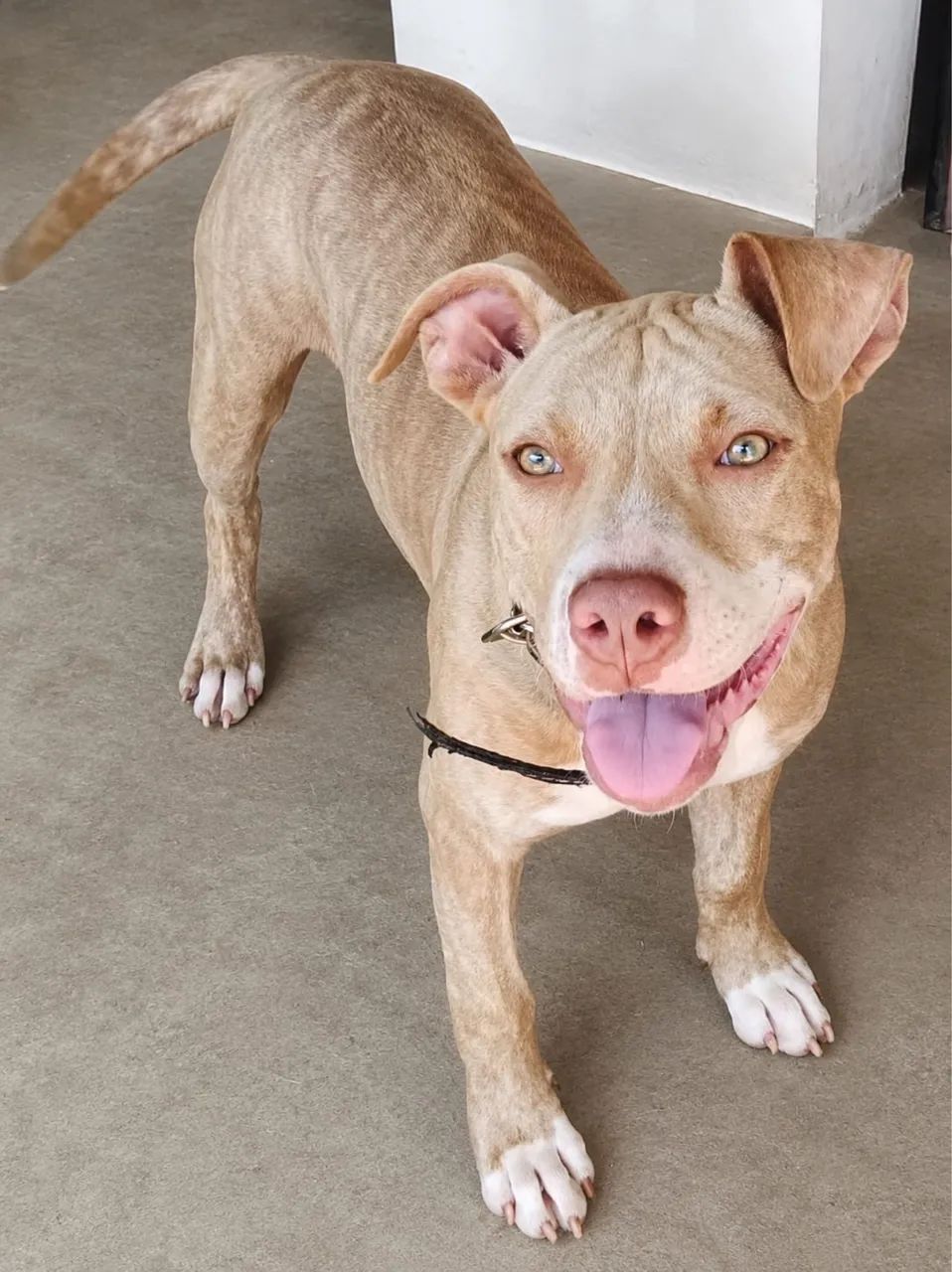 Pitbull um macho e uma fêmea com 5 meses  - Foto 2