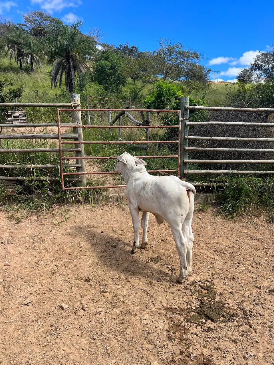 Bezerro tourinho premium 