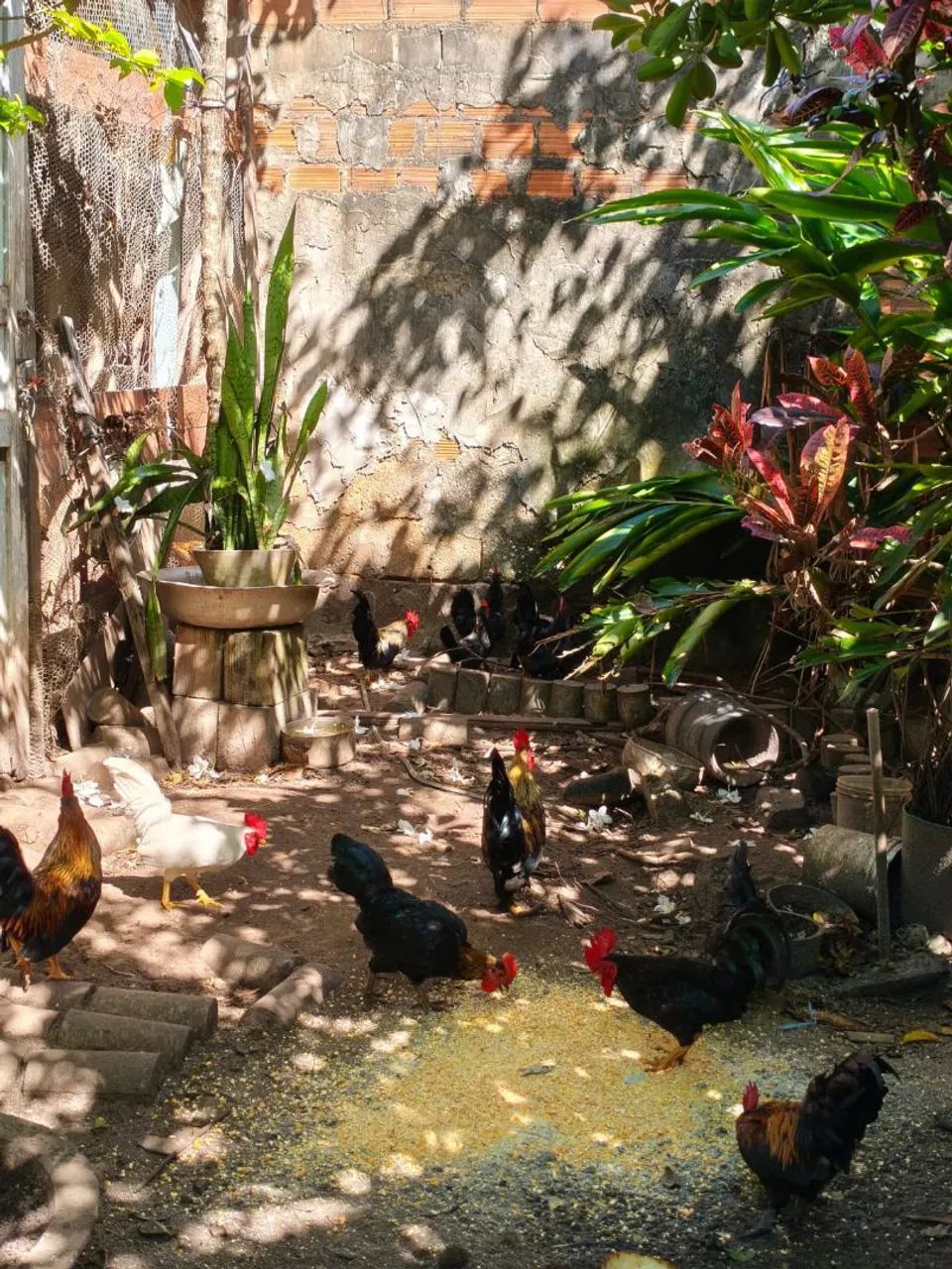 Galos garnisé  - Foto 5