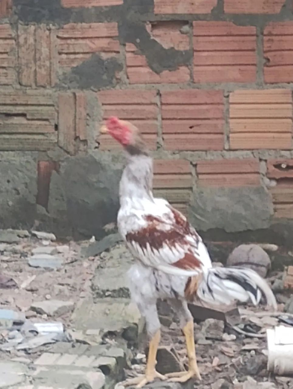 Vendo/Troco Frango Caipira Carioca