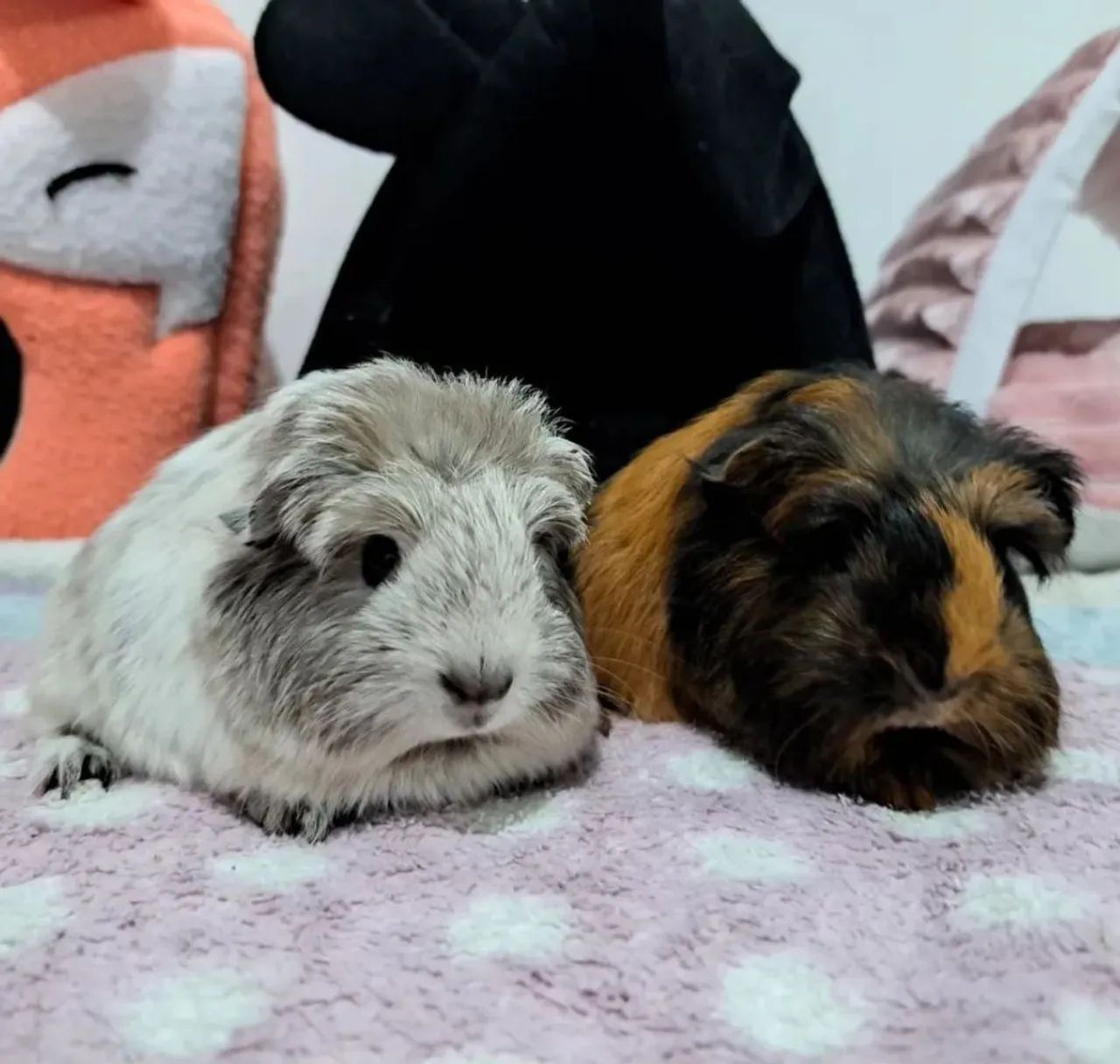 Porquinho da india - Foto 6