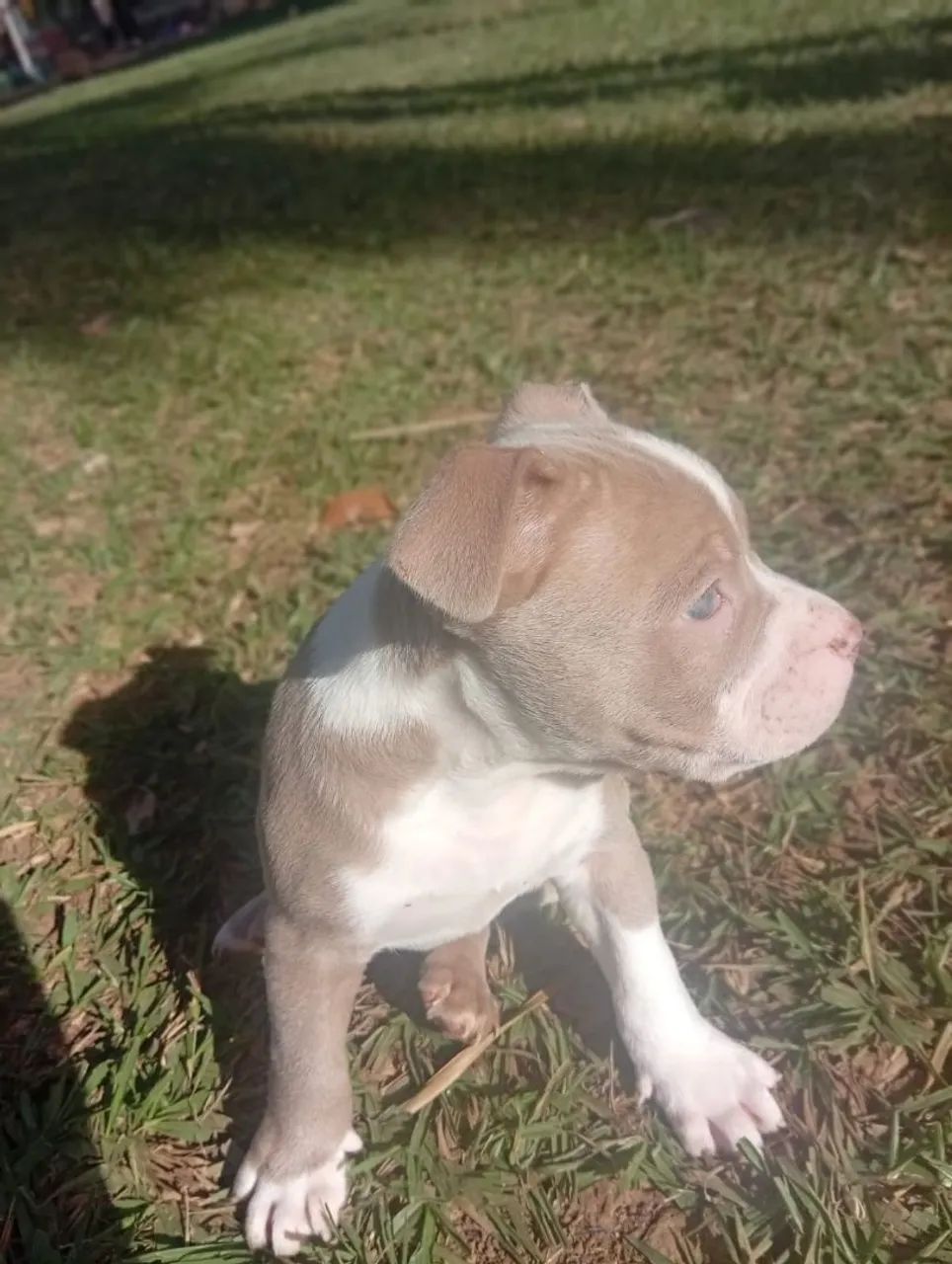 América bully
