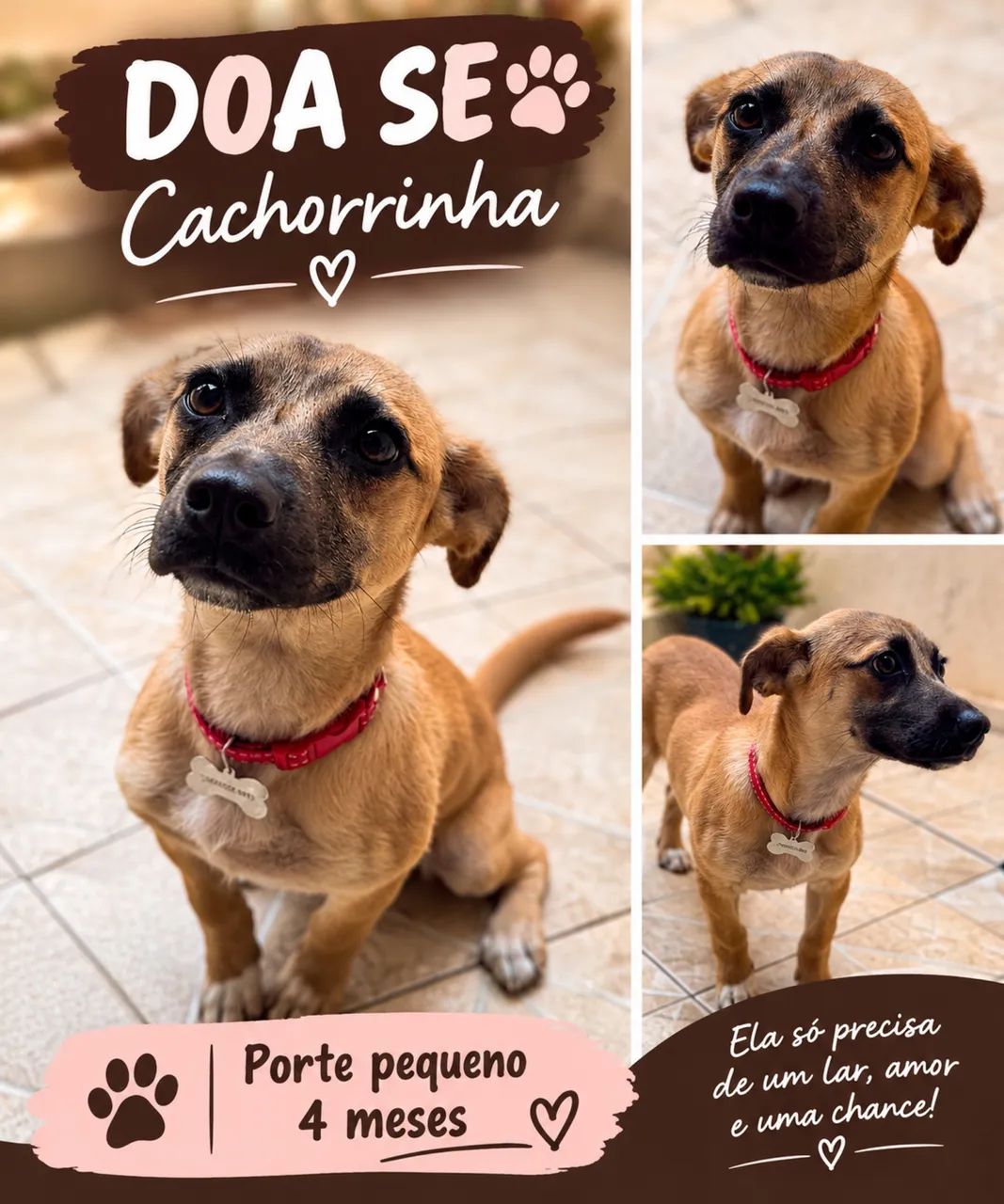 DOA-SE CACHORRINHA KIARA