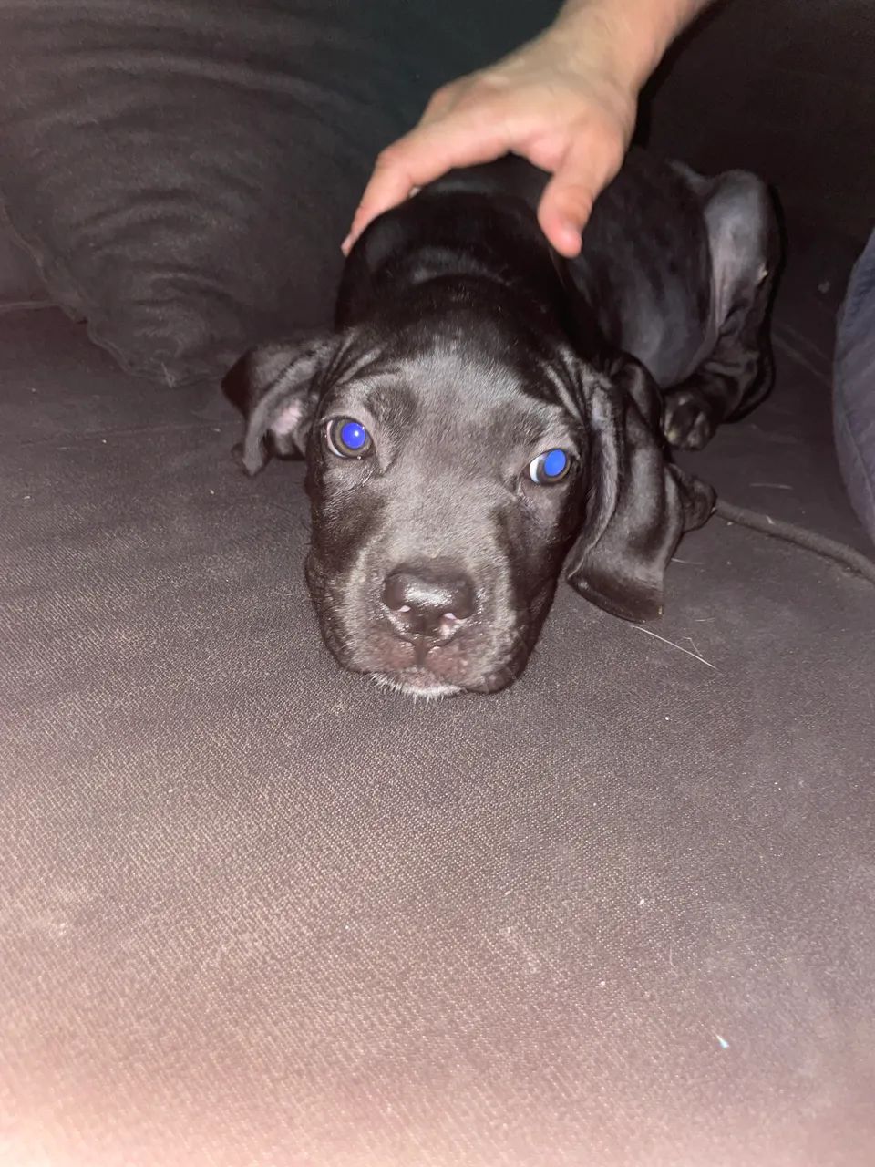 Cane Corso - Foto 2