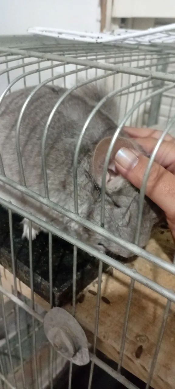 Chinchila macho microchipado  - Foto 4
