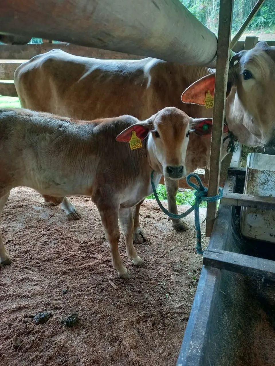 Vaca com bezerro - Foto 2