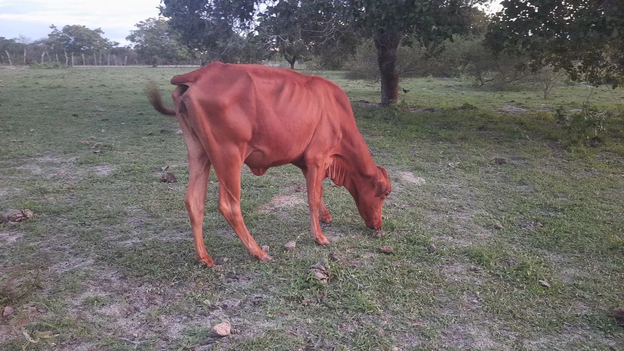 VACA SINDI PRA VENDER LIGEIRO  - Foto 4