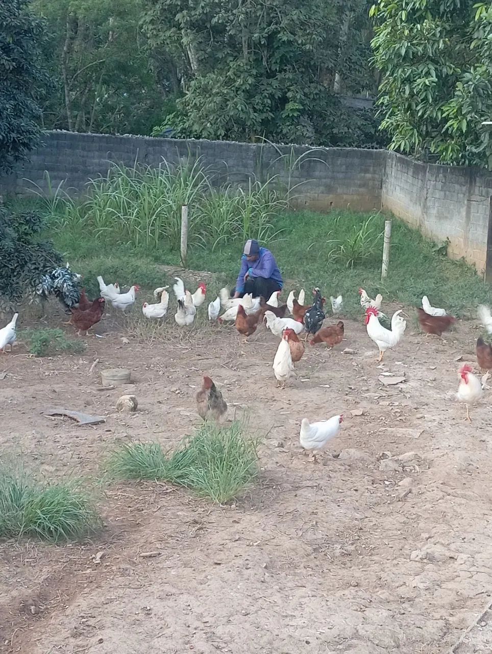 Galos, galinhas na postura  - Foto 5