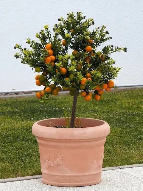 Frutiferas em vaso - Foto 2