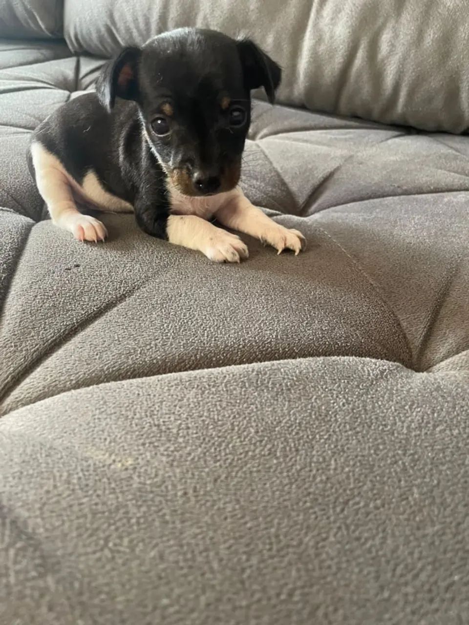 Pinscher 00