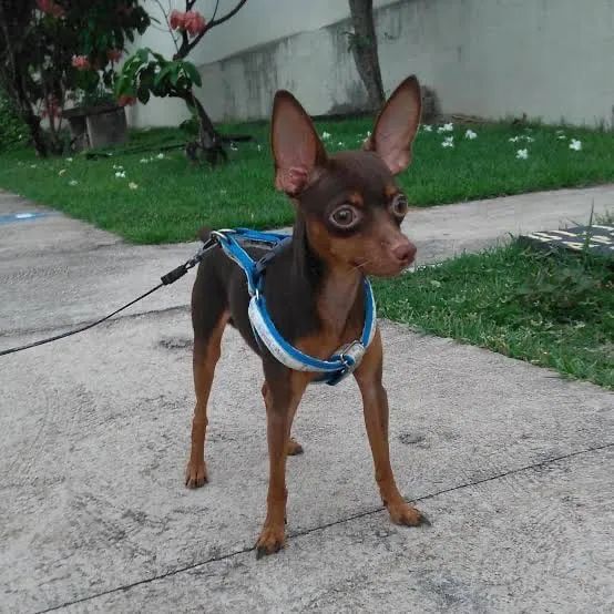 Pinscher 0 fêmea  - Foto 5