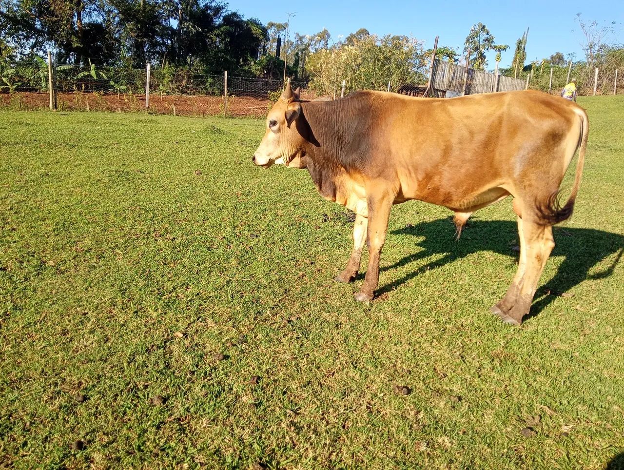 Vendo: Garrote macho, 1 ano e 5 meses. - Foto 2