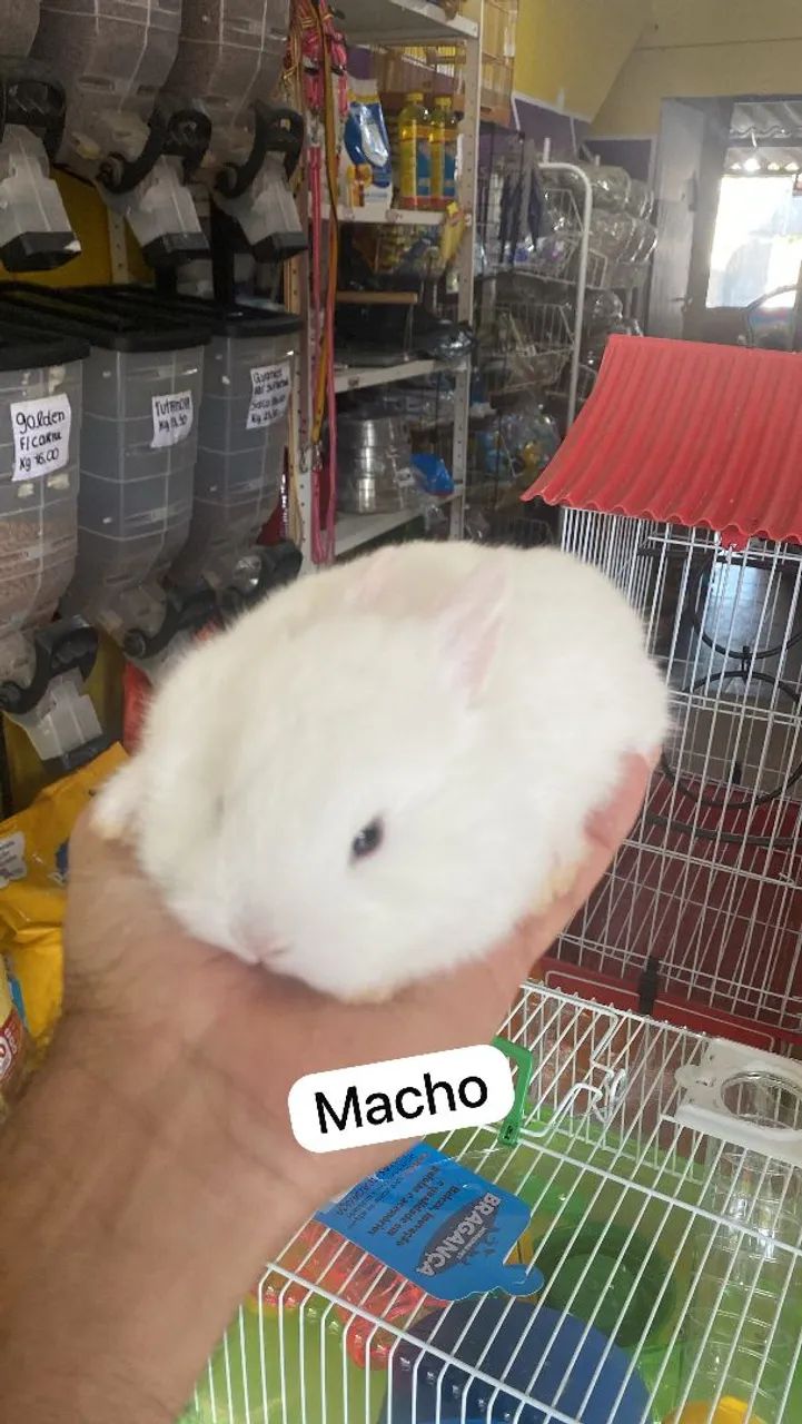 Mini coelho Netherland  - Foto 3