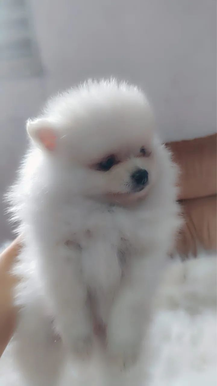 spitz alemão anao - Foto 4