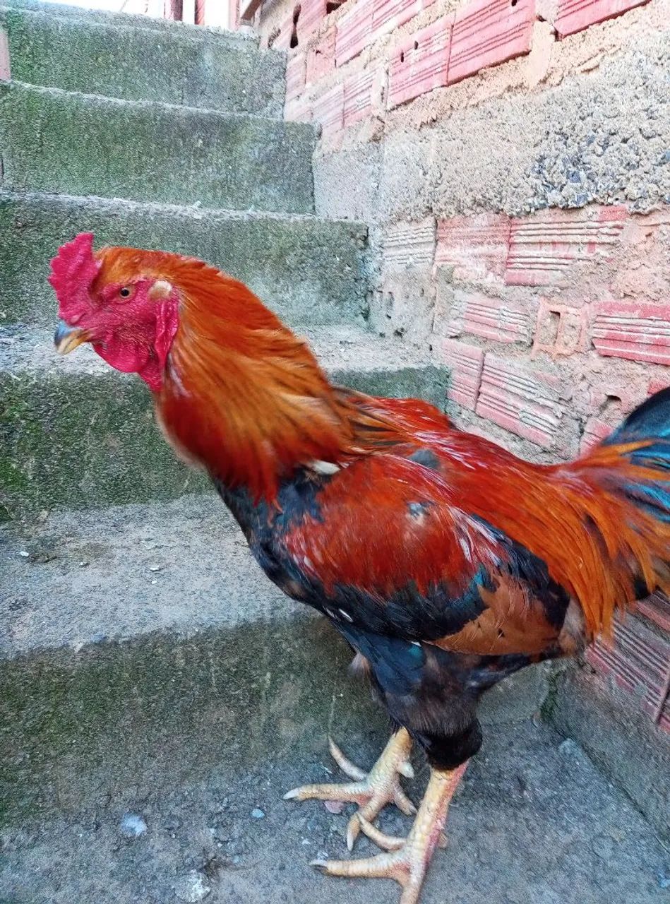 Frango caipira  - Foto 2