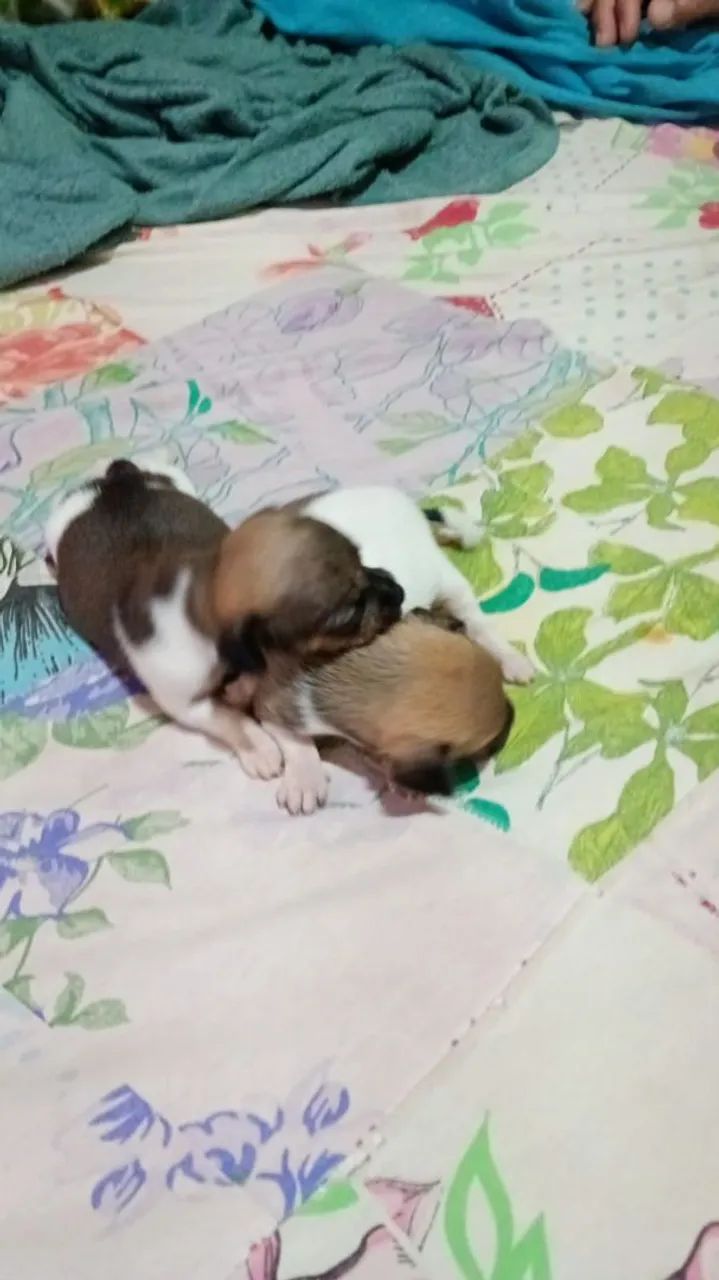 Filhote de pinscher  - Foto 2