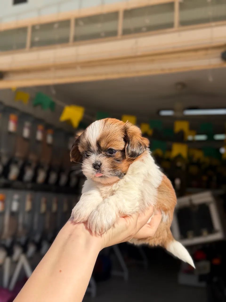 Shihtzu macho tricolor - Foto 3