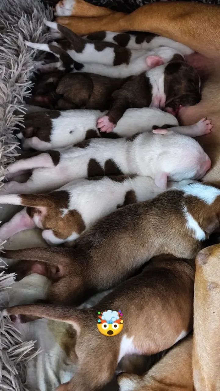 Filhotes de Pitbull disponíveis!