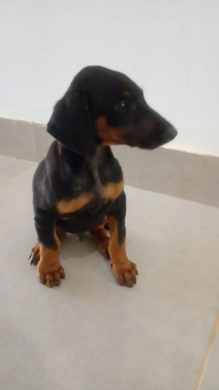 Filhotes de Doberman