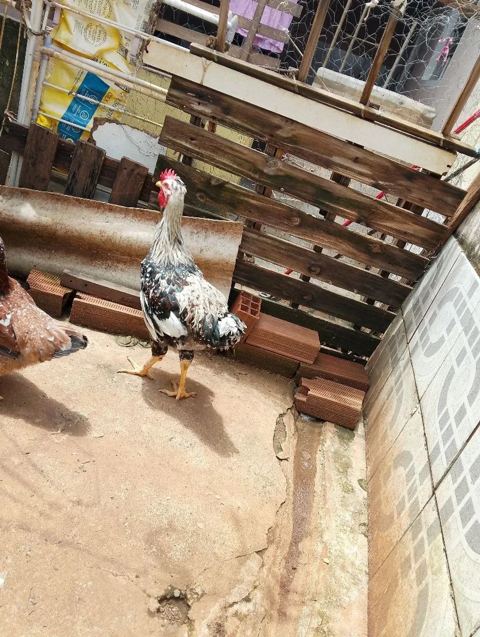 Frango gsb  - Foto 2