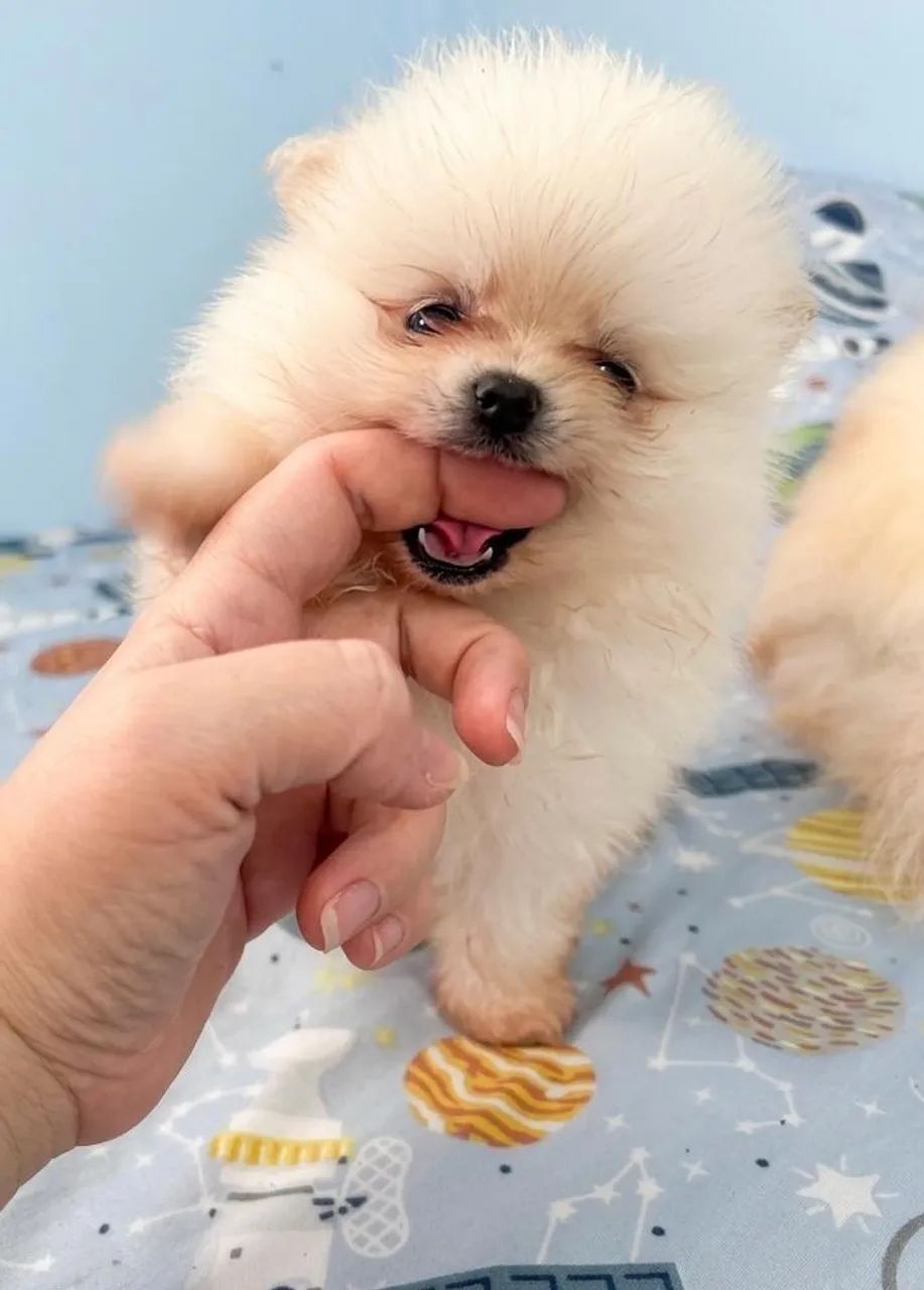 Lulu da pomerania 