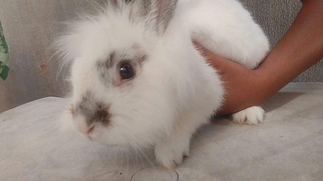 Coelho pra doação 