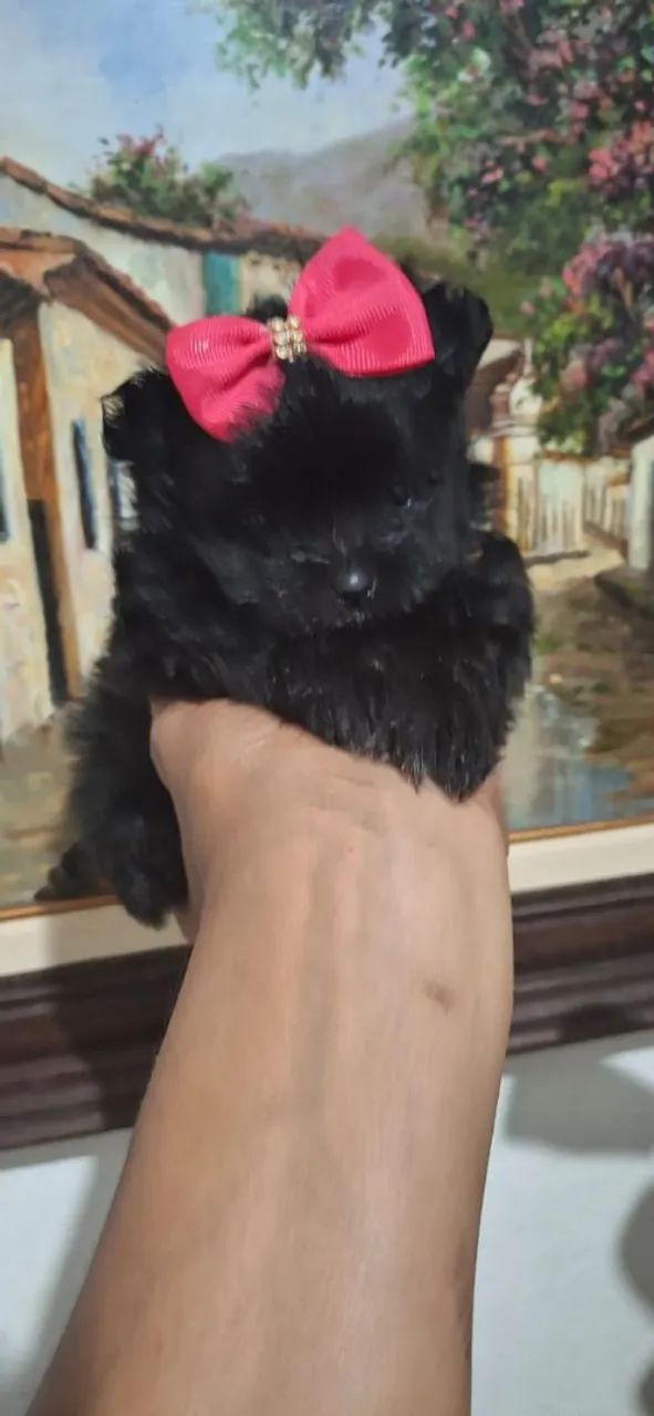 Lulu blek tan anão 