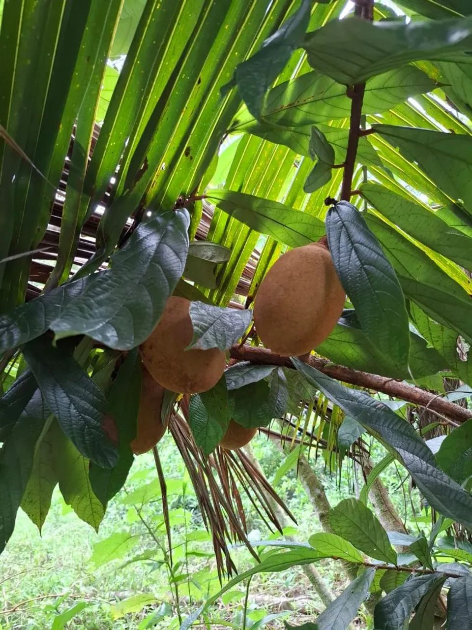 Terrenos a partir de 35mil no matapi mirim - Foto 5