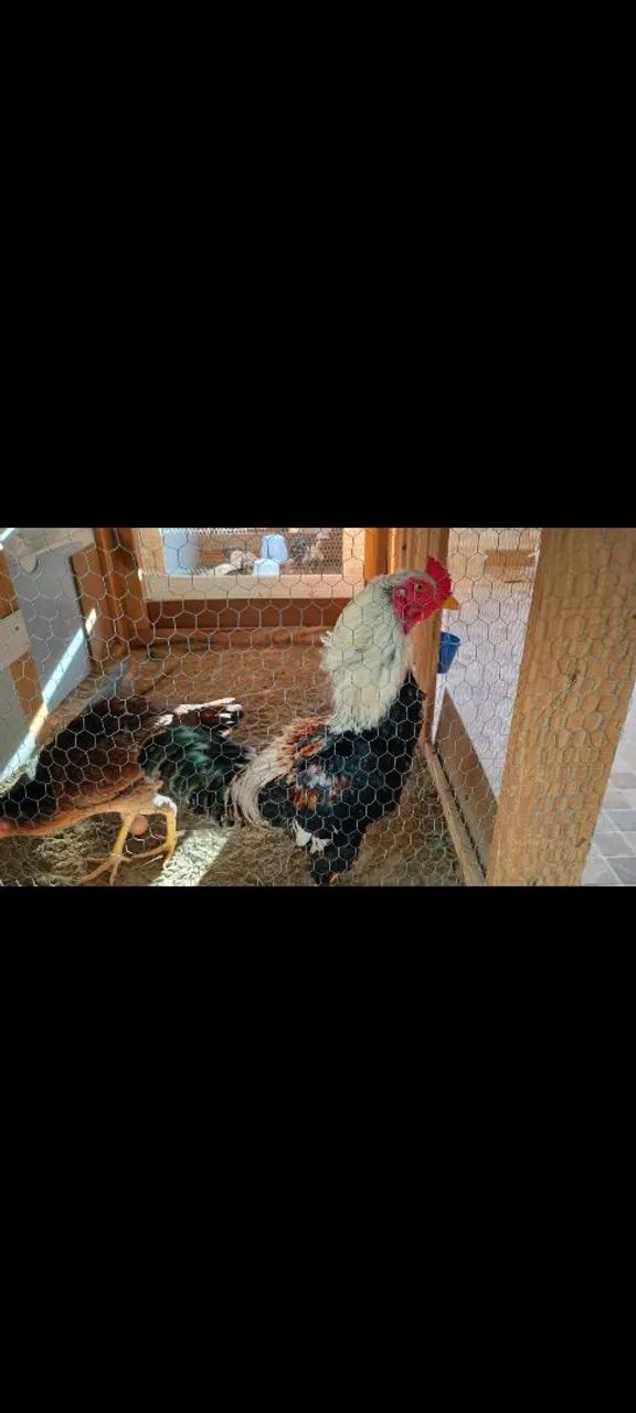 FRANGO ÍNDIO PURO!!!! - Foto 3