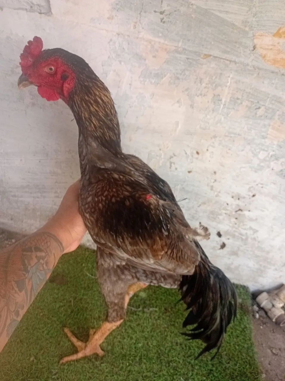 Animais grandes e top - Foto 2
