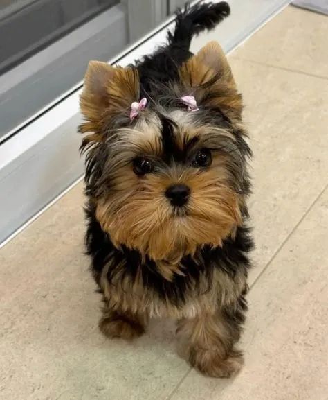 Yorkshire Terrier  Canil Responsável - WhatsApp