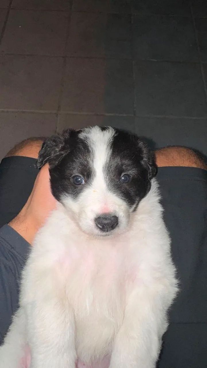 Vende-se filhotes - Foto 4