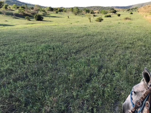 Fazenda de Gado linda de 882ha em Itapetinga Clima e solos Oportunidade - Foto 20