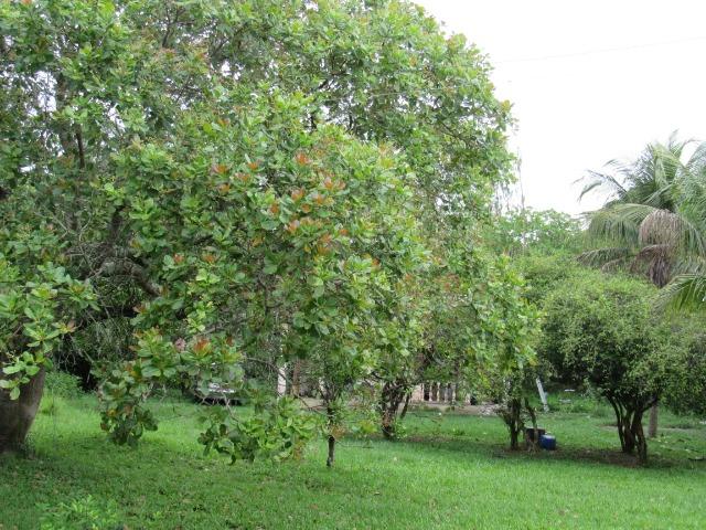 Caetano Imóveis - Sítio muito completo (jardinado, c/ piscina e salão de jogos!) - Foto 19