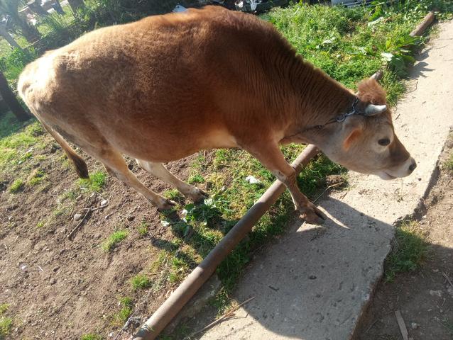 Vaca - Foto 2