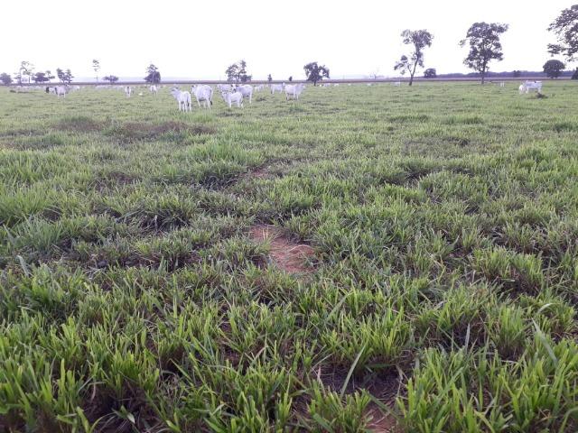 Fazenda Terra de cultura Há 10 km de Arenapolis Mato Grasso - Foto 8