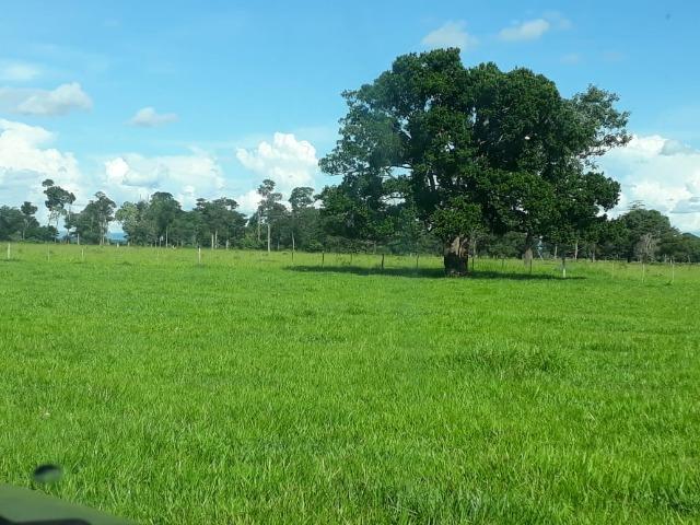 Fazenda Terra de cultura Há 10 km de Arenapolis Mato Grasso - Foto 5